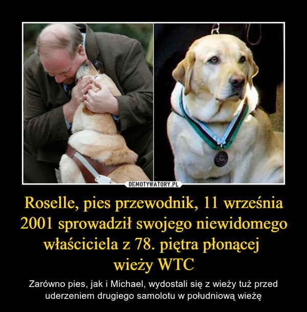 Roselle, pies przewodnik, 11 września 2001 sprowadził swojego niewidomego właściciela z 78. piętra płonącej wieży WTC – Zarówno pies, jak i Michael, wydostali się z wieży tuż przed uderzeniem drugiego samolotu w południową wieżę 