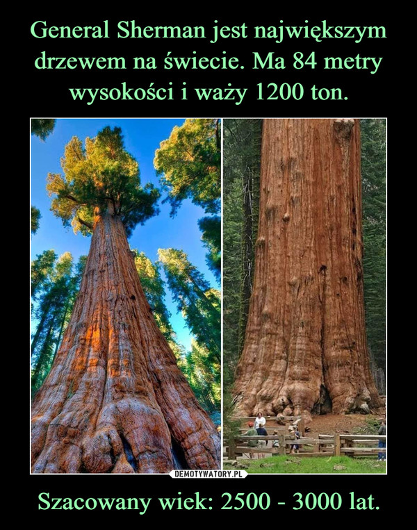 General Sherman jest największym drzewem na świecie. Ma 84 metry wysokości i waży 1200 ton. Szacowany wiek: 2500 - 3000 lat.