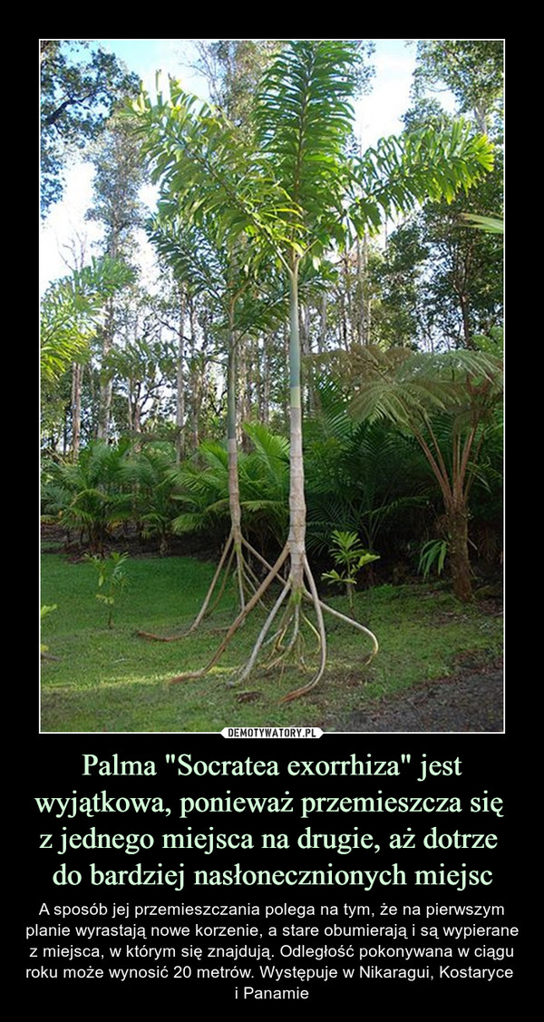 Palma "Socratea exorrhiza" jest wyjątkowa, ponieważ przemieszcza się z jednego miejsca na drugie, aż dotrze do bardziej nasłonecznionych miejsc – A sposób jej przemieszczania polega na tym, że na pierwszym planie wyrastają nowe korzenie, a stare obumierają i są wypierane z miejsca, w którym się znajdują. Odległość pokonywana w ciągu roku może wynosić 20 metrów. Występuje w Nikaragui, Kostaryce i Panamie 