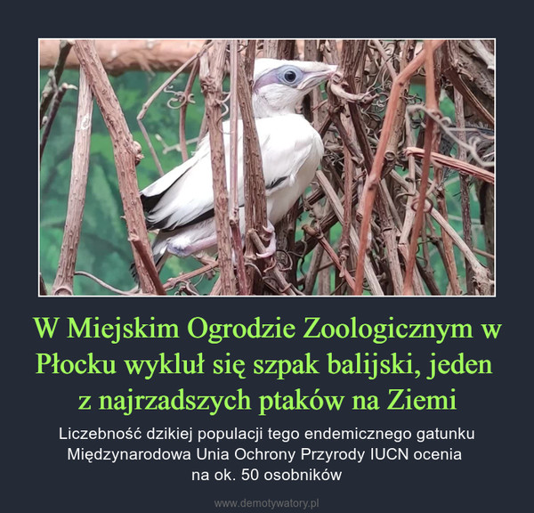 W Miejskim Ogrodzie Zoologicznym w Płocku wykluł się szpak balijski, jeden z najrzadszych ptaków na Ziemi – Liczebność dzikiej populacji tego endemicznego gatunku Międzynarodowa Unia Ochrony Przyrody IUCN ocenia na ok. 50 osobników 