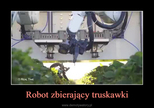 Robot zbierający truskawki –  