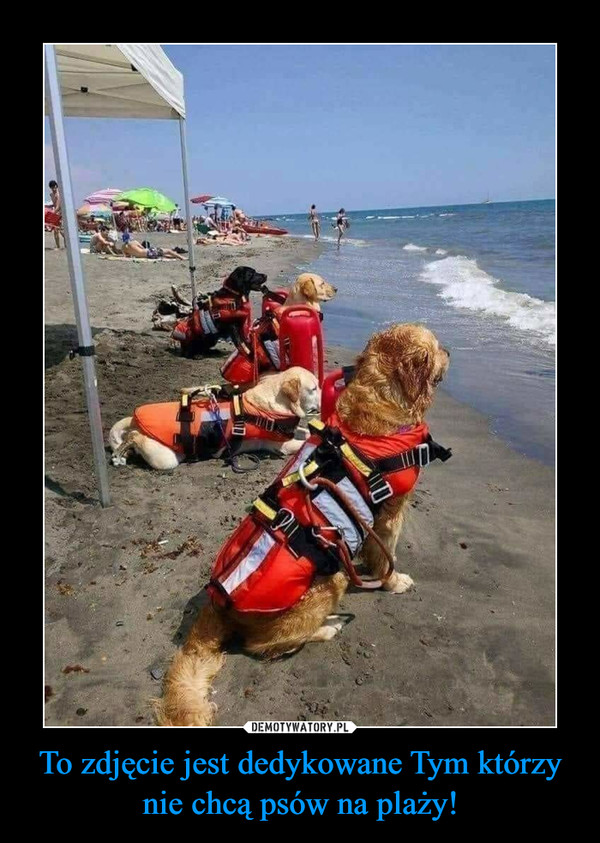 To zdjęcie jest dedykowane Tym którzy nie chcą psów na plaży! –  