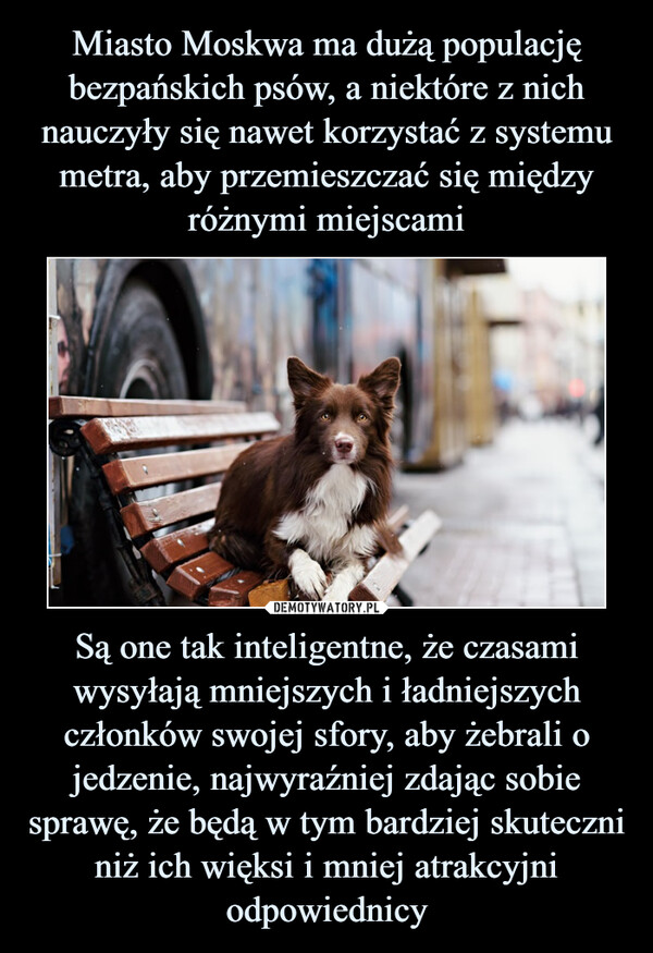 Są one tak inteligentne, że czasami wysyłają mniejszych i ładniejszych członków swojej sfory, aby żebrali o jedzenie, najwyraźniej zdając sobie sprawę, że będą w tym bardziej skuteczni niż ich więksi i mniej atrakcyjni odpowiednicy –  