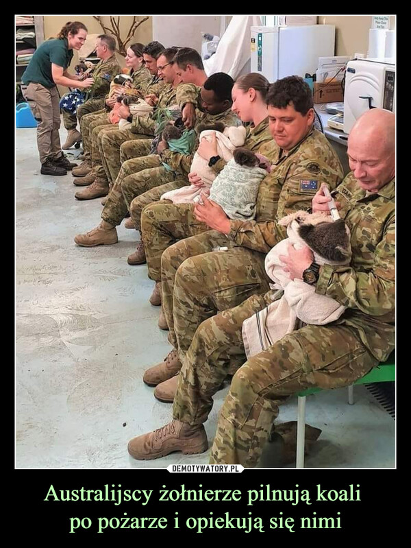 Australijscy żołnierze pilnują koali po pożarze i opiekują się nimi –  