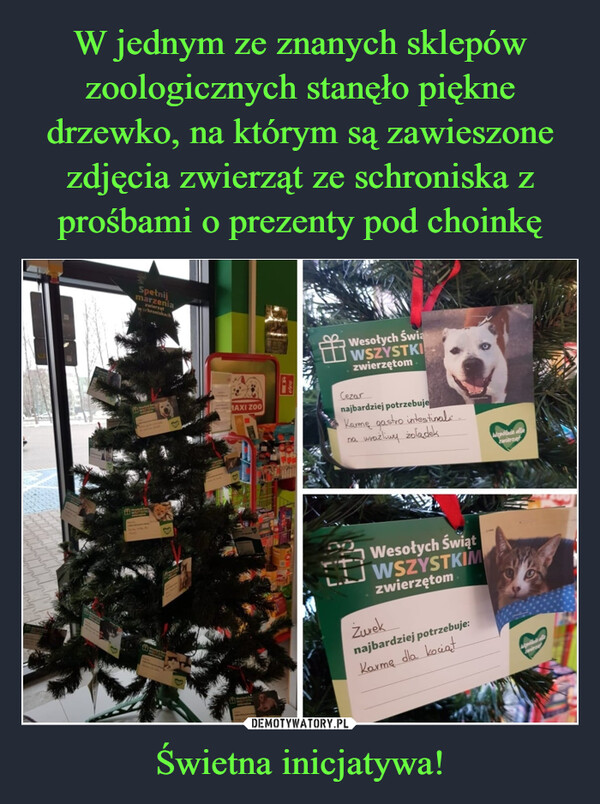 W jednym ze znanych sklepów zoologicznych stanęło piękne drzewko, na którym są zawieszone zdjęcia zwierząt ze schroniska z prośbami o prezenty pod choinkę Świetna inicjatywa!