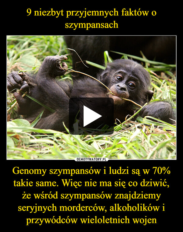 9 niezbyt przyjemnych faktów o szympansach Genomy szympansów i ludzi są w 70% takie same. Więc nie ma się co dziwić, że wśród szympansów znajdziemy seryjnych morderców, alkoholików i przywódców wieloletnich wojen
