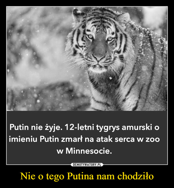 Nie o tego Putina nam chodziło –  Putin nie żyje. 12-letni tygrys amurski oimieniu Putin zmarł na atak serca w zoow Minnesocie.