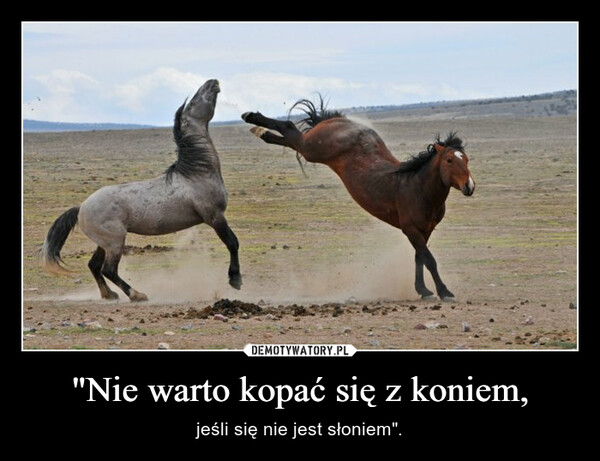 "Nie warto kopać się z koniem, – jeśli się nie jest słoniem". 