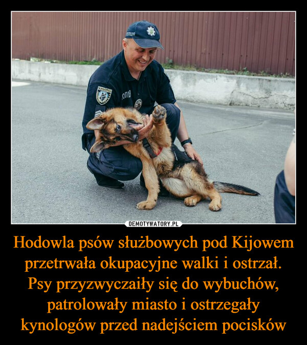 Hodowla psów służbowych pod Kijowem przetrwała okupacyjne walki i ostrzał. Psy przyzwyczaiły się do wybuchów, patrolowały miasto i ostrzegały kynologów przed nadejściem pocisków –  