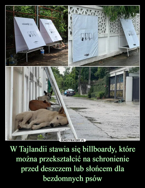 W Tajlandii stawia się billboardy, które można przekształcić na schronienie przed deszczem lub słońcem dla bezdomnych psów