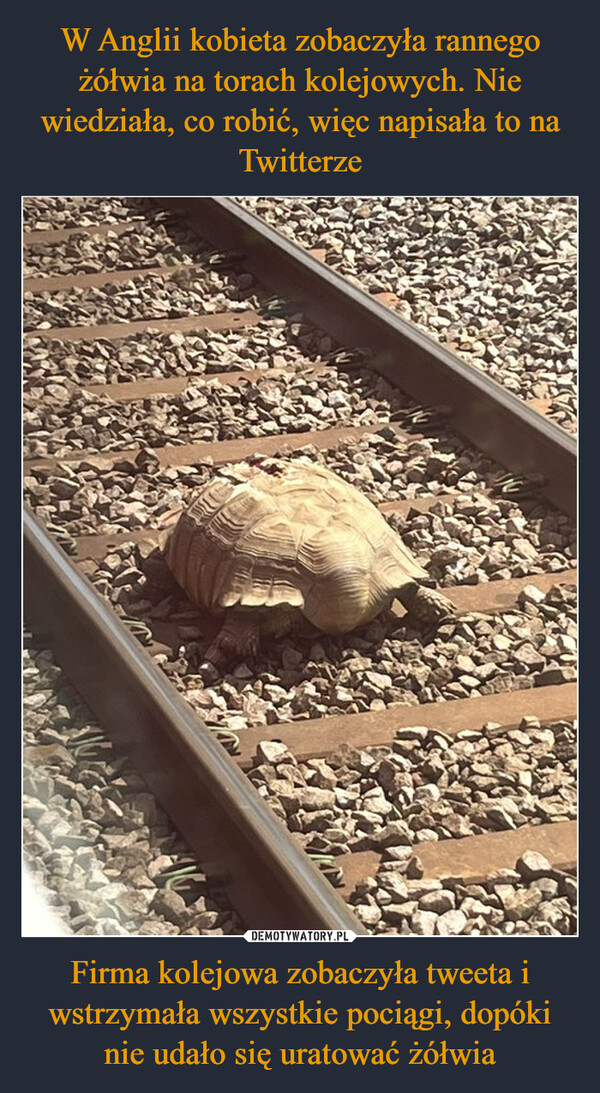 Firma kolejowa zobaczyła tweeta i wstrzymała wszystkie pociągi, dopóki nie udało się uratować żółwia –  