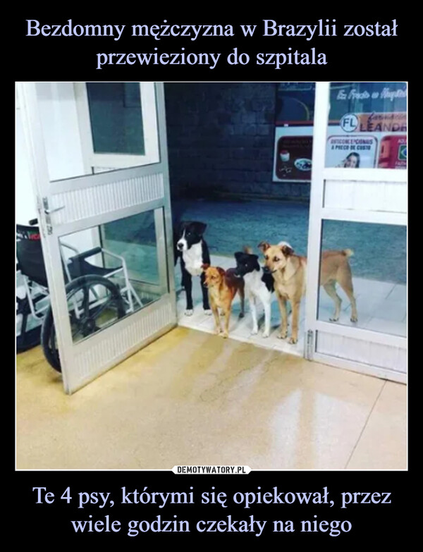 Te 4 psy, którymi się opiekował, przez wiele godzin czekały na niego –  