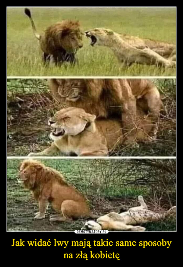 Jak widać lwy mają takie same sposoby na złą kobietę –  