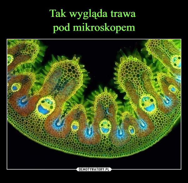 Tak wygląda trawa 
pod mikroskopem