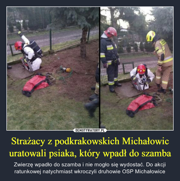 Strażacy z podkrakowskich Michałowic uratowali psiaka, który wpadł do szamba