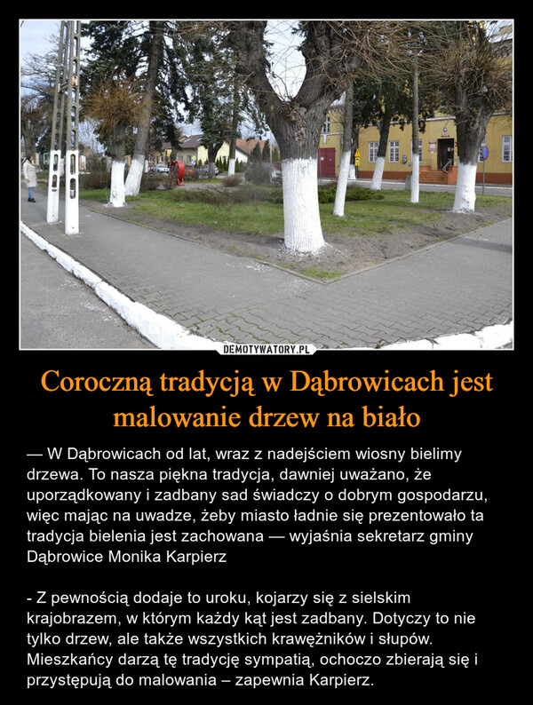 Coroczną tradycją w Dąbrowicach jest malowanie drzew na biało – — W Dąbrowicach od lat, wraz z nadejściem wiosny bielimy drzewa. To nasza piękna tradycja, dawniej uważano, że uporządkowany i zadbany sad świadczy o dobrym gospodarzu, więc mając na uwadze, żeby miasto ładnie się prezentowało ta tradycja bielenia jest zachowana — wyjaśnia sekretarz gminy Dąbrowice Monika Karpierz- Z pewnością dodaje to uroku, kojarzy się z sielskim krajobrazem, w którym każdy kąt jest zadbany. Dotyczy to nie tylko drzew, ale także wszystkich krawężników i słupów. Mieszkańcy darzą tę tradycję sympatią, ochoczo zbierają się i przystępują do malowania – zapewnia Karpierz. CH購買班日
