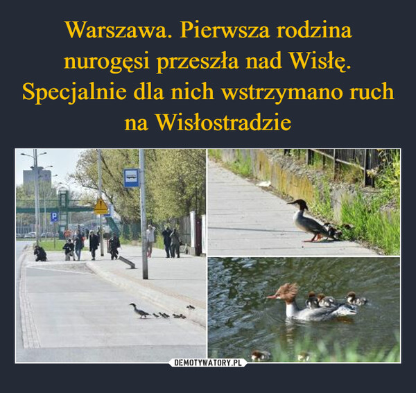 Warszawa. Pierwsza rodzina nurogęsi przeszła nad Wisłę. Specjalnie dla nich wstrzymano ruch na Wisłostradzie