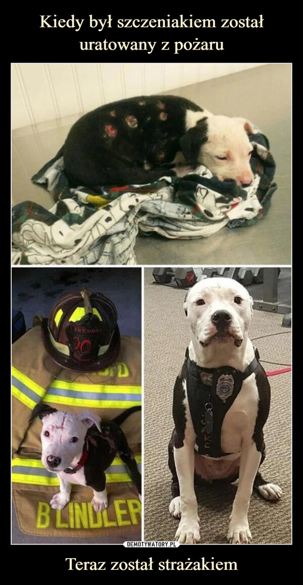 Kiedy był szczeniakiem został uratowany z pożaru Teraz został strażakiem