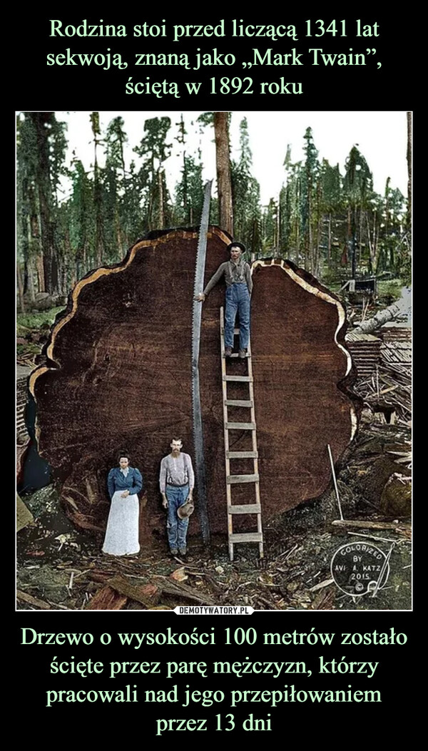 Rodzina stoi przed liczącą 1341 lat sekwoją, znaną jako „Mark Twain”, ściętą w 1892 roku Drzewo o wysokości 100 metrów zostało ścięte przez parę mężczyzn, którzy pracowali nad jego przepiłowaniem przez 13 dni