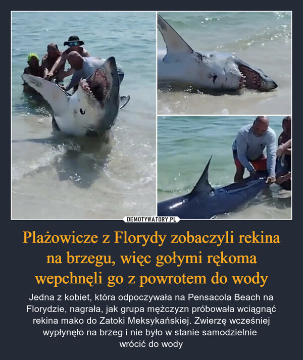 Plażowicze z Florydy zobaczyli rekina na brzegu, więc gołymi rękoma wepchnęli go z powrotem do wody