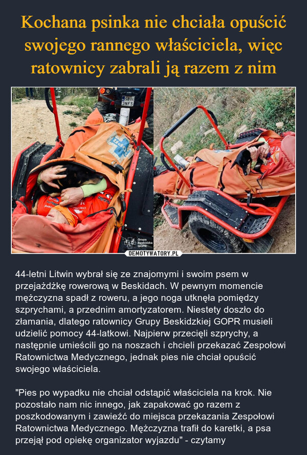  – 44-letni Litwin wybrał się ze znajomymi i swoim psem w przejażdżkę rowerową w Beskidach. W pewnym momencie mężczyzna spadł z roweru, a jego noga utknęła pomiędzy szprychami, a przednim amortyzatorem. Niestety doszło do złamania, dlatego ratownicy Grupy Beskidzkiej GOPR musieli udzielić pomocy 44-latkowi. Najpierw przecięli szprychy, a następnie umieścili go na noszach i chcieli przekazać Zespołowi Ratownictwa Medycznego, jednak pies nie chciał opuścić swojego właściciela."Pies po wypadku nie chciał odstąpić właściciela na krok. Nie pozostało nam nic innego, jak zapakować go razem z poszkodowanym i zawieźć do miejsca przekazania Zespołowi Ratownictwa Medycznego. Mężczyzna trafił do karetki, a psa przejął pod opiekę organizator wyjazdu" - czytamy emyAMONTraveCHEVROnobileSBI:3NF5OPRI74.DGrupaBeskidzkaGOPR