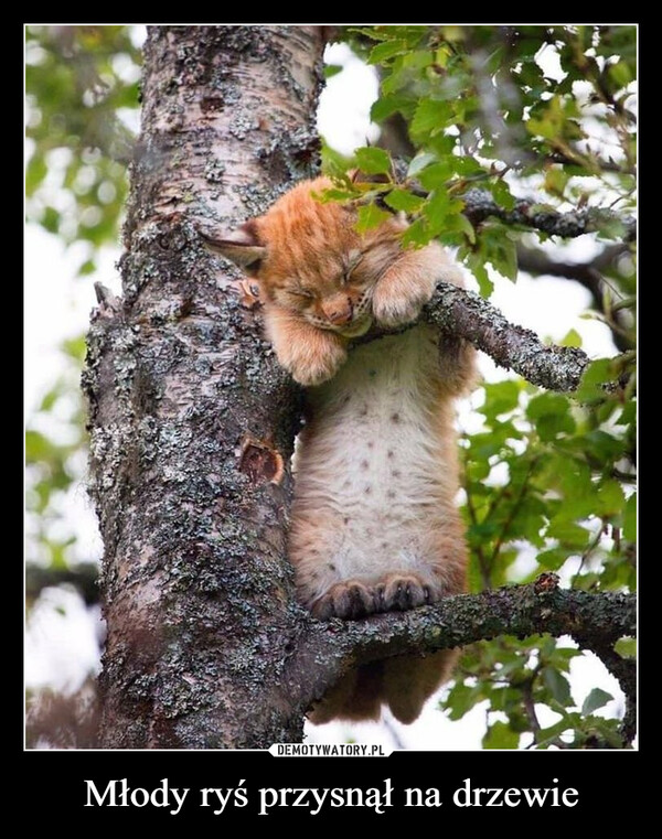 Młody ryś przysnął na drzewie –  