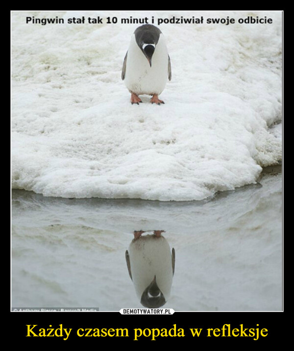 Każdy czasem popada w refleksje –  Pingwin stał tak 10 minut i podziwiał swoje odbicie