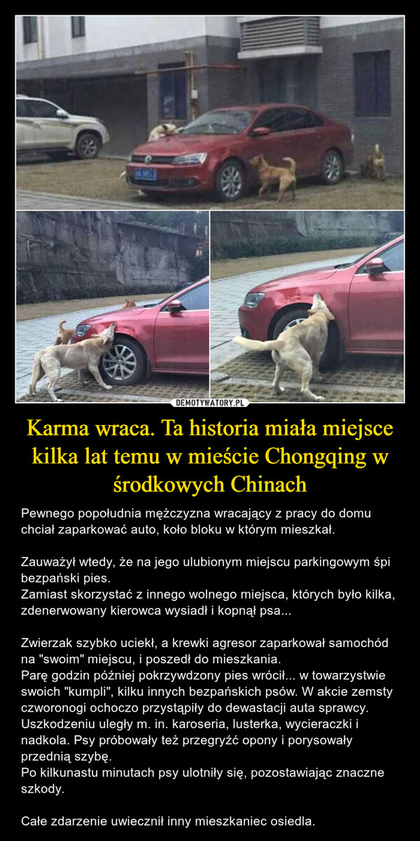Karma wraca. Ta historia miała miejsce kilka lat temu w mieście Chongqing w środkowych Chinach – Pewnego popołudnia mężczyzna wracający z pracy do domu chciał zaparkować auto, koło bloku w którym mieszkał.Zauważył wtedy, że na jego ulubionym miejscu parkingowym śpi bezpański pies.Zamiast skorzystać z innego wolnego miejsca, których było kilka, zdenerwowany kierowca wysiadł i kopnął psa...Zwierzak szybko uciekł, a krewki agresor zaparkował samochód na "swoim" miejscu, i poszedł do mieszkania.Parę godzin później pokrzywdzony pies wrócił... w towarzystwie swoich "kumpli", kilku innych bezpańskich psów. W akcie zemsty czworonogi ochoczo przystąpiły do dewastacji auta sprawcy. Uszkodzeniu uległy m. in. karoseria, lusterka, wycieraczki i nadkola. Psy próbowały też przegryźć opony i porysowały przednią szybę.Po kilkunastu minutach psy ulotniły się, pozostawiając znaczne szkody.Całe zdarzenie uwiecznił inny mieszkaniec osiedla. 