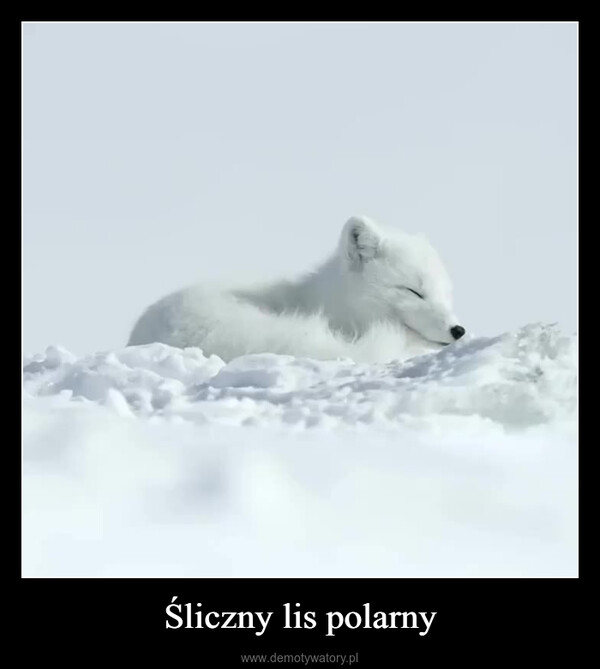 Śliczny lis polarny –  