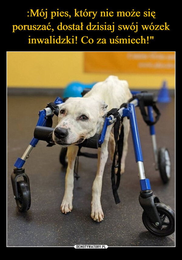 :Mój pies, który nie może się poruszać, dostał dzisiaj swój wózek inwalidzki! Co za uśmiech!"