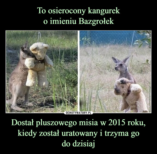 To osierocony kangurek
o imieniu Bazgrołek Dostał pluszowego misia w 2015 roku, kiedy został uratowany i trzyma go
do dzisiaj