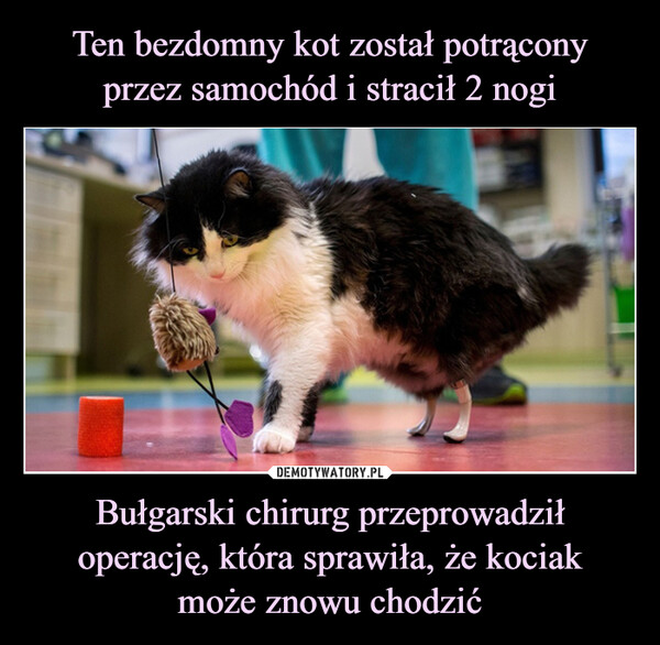 Bułgarski chirurg przeprowadził operację, która sprawiła, że kociakmoże znowu chodzić –  
