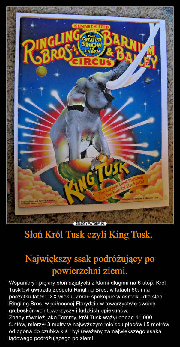 Słoń Król Tusk czyli King Tusk. 

Największy ssak podróżujący po powierzchni ziemi.